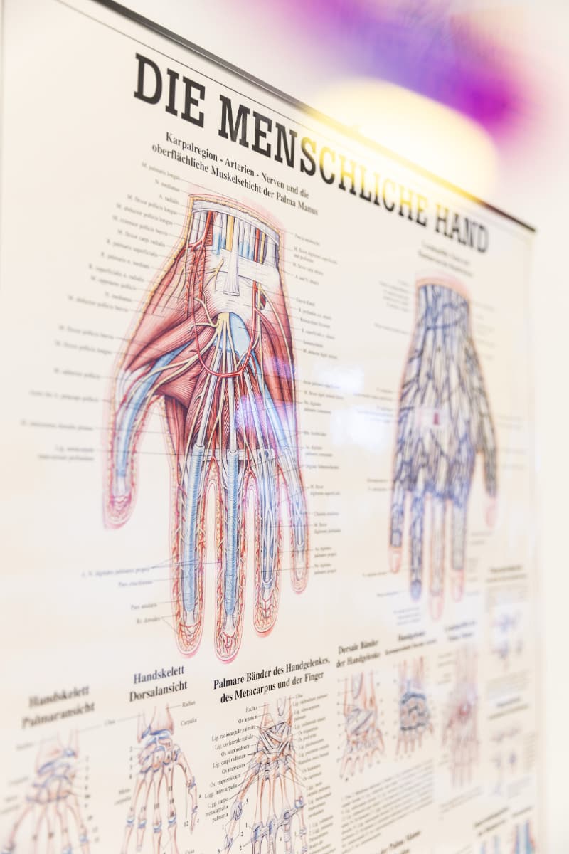 Eine Schautafel zur menschlichen Hand